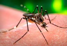 Sube a 177 la cifra de muertos por dengue hemorrágico en 2019 en Honduras