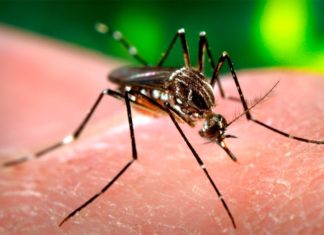 Muere menor de edad con sospecha de dengue en Honduras