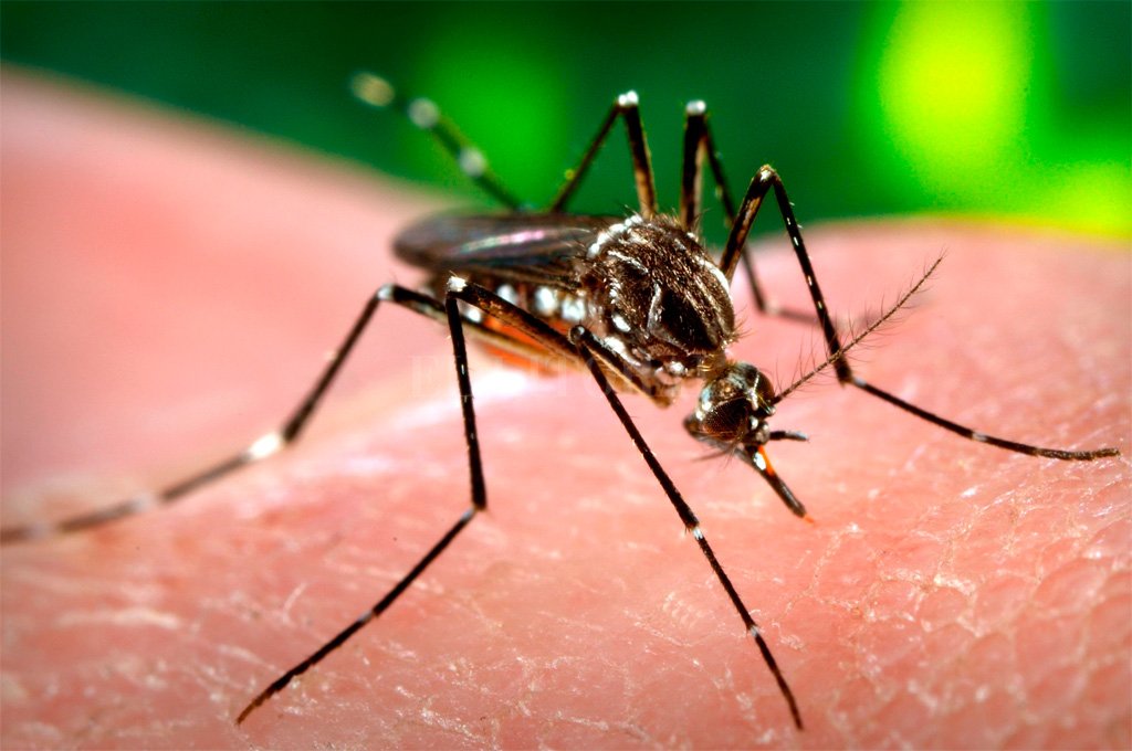 Sube a 177 la cifra de muertos por dengue hemorrágico en 2019 en Honduras |  Diario Paradigma