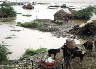 Jóvenes desarrollan aplicación para proteger animales en desastres naturales
