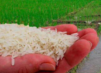 Comienzan negociaciones para definir precio de compra-venta de arroz granza en Honduras