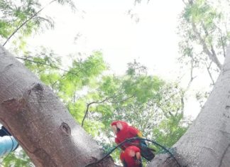 Marcala acogerá el segundo Festival de las Aves en Honduras