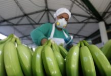 Taller permitirá combatir plaga en banano en Colombia, Ecuador y Costa Rica