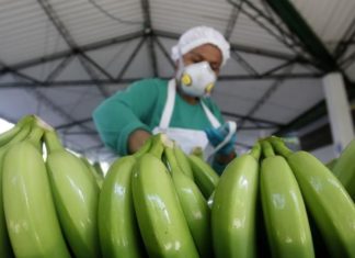 Taller permitirá combatir plaga en banano en Colombia, Ecuador y Costa Rica