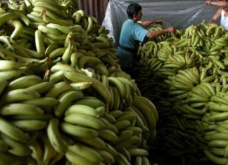 Bananeros analizan en Miami frente común contra hongo detectado en Colombia