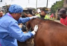 Antibióticos en industria agroalimentaria aumentan resistencia antimicrobiana
