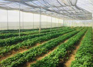 SAG impulsará a pequeños productores de fresa