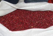 Garantizan producción de frijol en Honduras