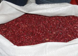 Garantizan producción de frijol en Honduras