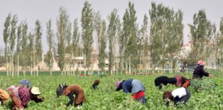 6 de cada 10 hondureños de acuerdo con convenios migratorios firmados entre Honduras y EEUU, según encuestadora Paradigma