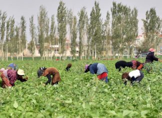 6 de cada 10 hondureños de acuerdo con convenios migratorios firmados entre Honduras y EEUU, según encuestadora Paradigma