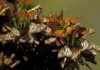 La mariposa monarca llega puntual a México para su periodo de hibernación