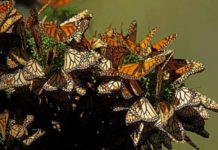 La mariposa monarca llega puntual a México para su periodo de hibernación