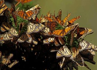 La mariposa monarca llega puntual a México para su periodo de hibernación