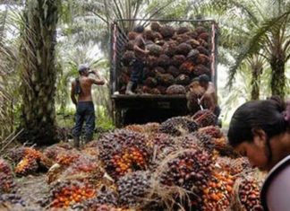 Congreso retomará último debate de la Ley de Palma Aceitera