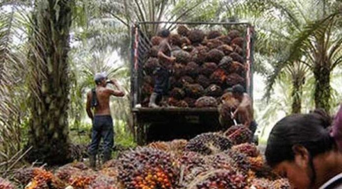 Devastadoras pérdidas, enfermedad del Pudrición de Cogollo causa estragos, afectando al 30% de fincas de palma en Atlántida