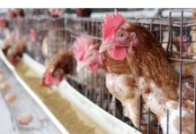 El potente sector avícola resiste la ralentización económica de Panamá