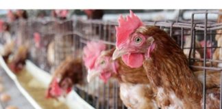 El potente sector avícola resiste la ralentización económica de Panamá