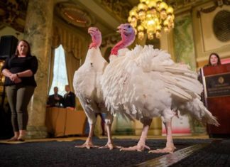 Bread y Butter, los pavos futboleros que esperan el indulto de Trump