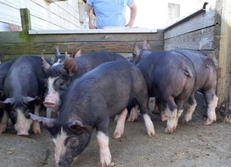 Invierten L3.5 millones en nuevas razas porcinas en Honduras