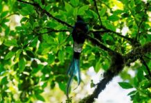 El esquivo quetzal, ave nacional de Guatemala, sobrevive en bosques nubosos