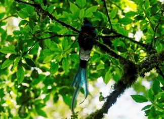 El esquivo quetzal, ave nacional de Guatemala, sobrevive en bosques nubosos