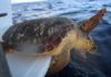 Un grupo de tortugas marinas vuelve al mar tras salir del hospital en México