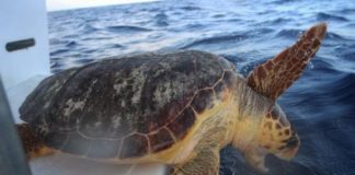 Un grupo de tortugas marinas vuelve al mar tras salir del hospital en México