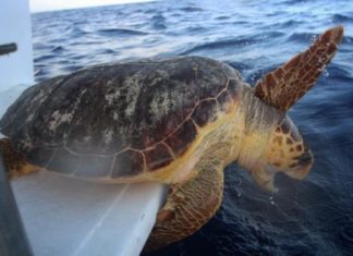Un grupo de tortugas marinas vuelve al mar tras salir del hospital en México