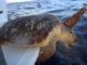 Un grupo de tortugas marinas vuelve al mar tras salir del hospital en México