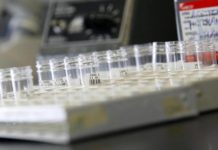 El bienestar animal, un aliado contra la resistencia a los antibióticos