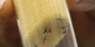 Seguro Social de SPS registra repuntes de dengue en las últimas tres semanas