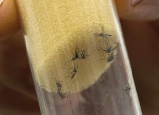 Seguro Social de SPS registra repuntes de dengue en las últimas tres semanas