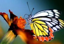 Hallan un amplio flujo genético en mariposas, incluso entre especies distantes