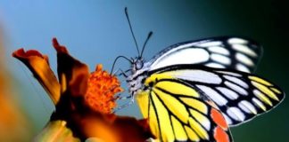 Hallan un amplio flujo genético en mariposas, incluso entre especies distantes