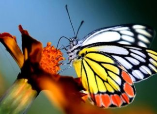 Hallan un amplio flujo genético en mariposas, incluso entre especies distantes