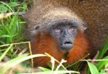 Una decena de especies que solo habitan Colombia corren riesgo de desaparecer