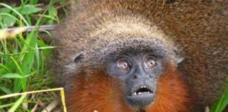 Una decena de especies que solo habitan Colombia corren riesgo de desaparecer