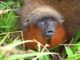 Una decena de especies que solo habitan Colombia corren riesgo de desaparecer