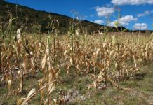 Honduras insistirá en más apoyo para disminuir impacto del cambio climático