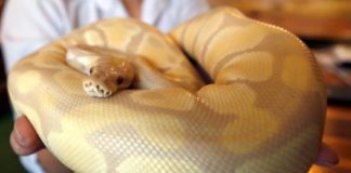 Florida elimina 5.000 pitones birmanas de la reserva de los Everglades