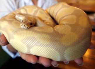 Florida elimina 5.000 pitones birmanas de la reserva de los Everglades