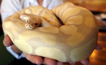 Las serpientes tuvieron patas posteriores en sus primeros 70 millones de años