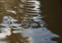 Salvar la Amazonía, o al menos intentarlo: la difícil misión de las taricayas