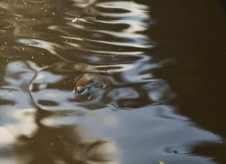 Salvar la Amazonía, o al menos intentarlo: la difícil misión de las taricayas