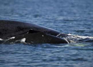 Ballenas jorobadas recurren al ataque subrepticio para devorar peces pequeños