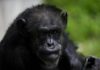Chimpancés escuchan música de piano y marcan el ritmo con palmas y pies