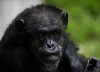 Chimpancés escuchan música de piano y marcan el ritmo con palmas y pies