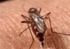 Cuba prueba técnica para controlar al mosquito transmisor del dengue