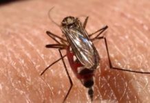 Comienza la primera prueba con mosquitos modificados genéticamente en EE.UU.